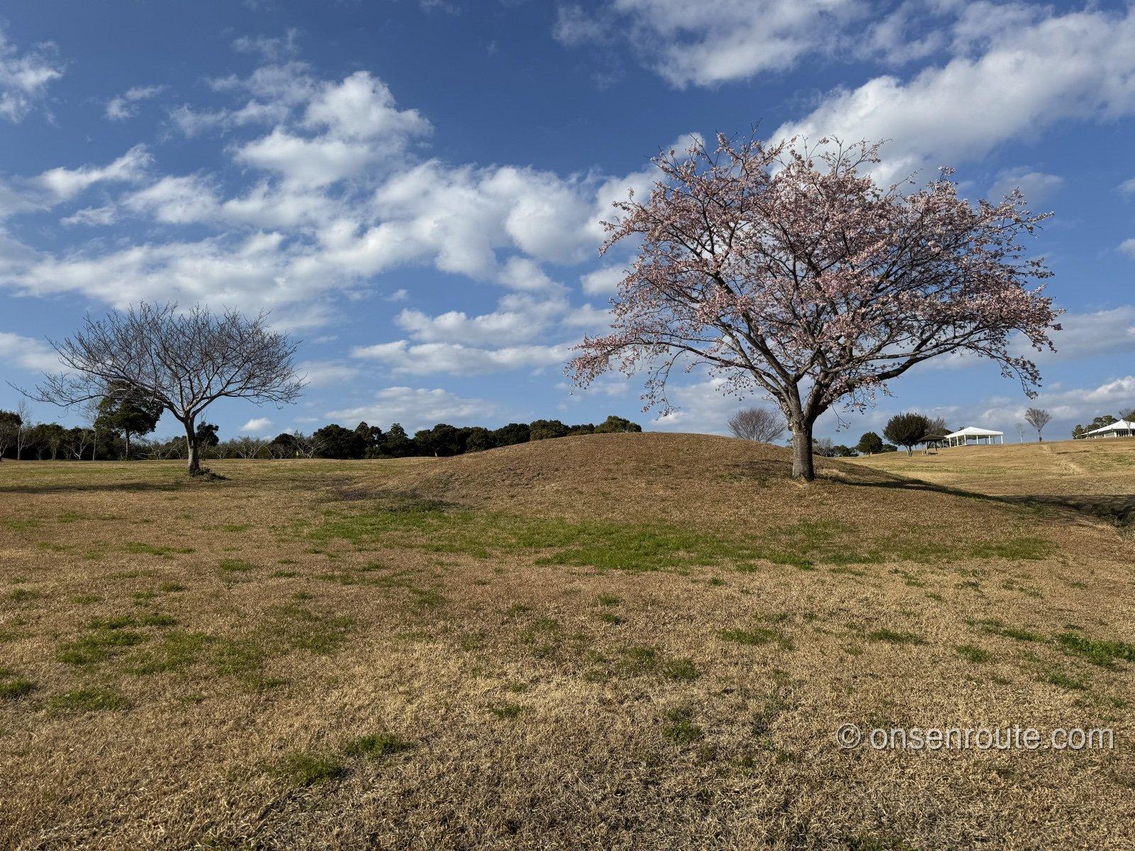 広い芝生の丘に立つ一本の桜。五分咲きの花が青空と雲に映える