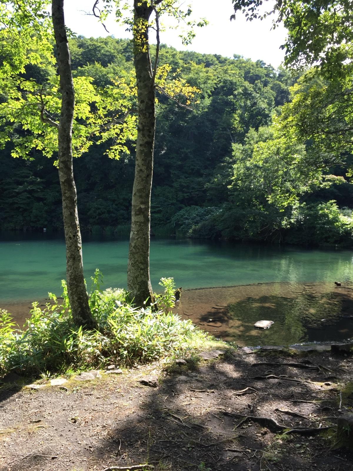 ブナ林の木立越しに見るドッコ沼のエメラルドグリーンの水面