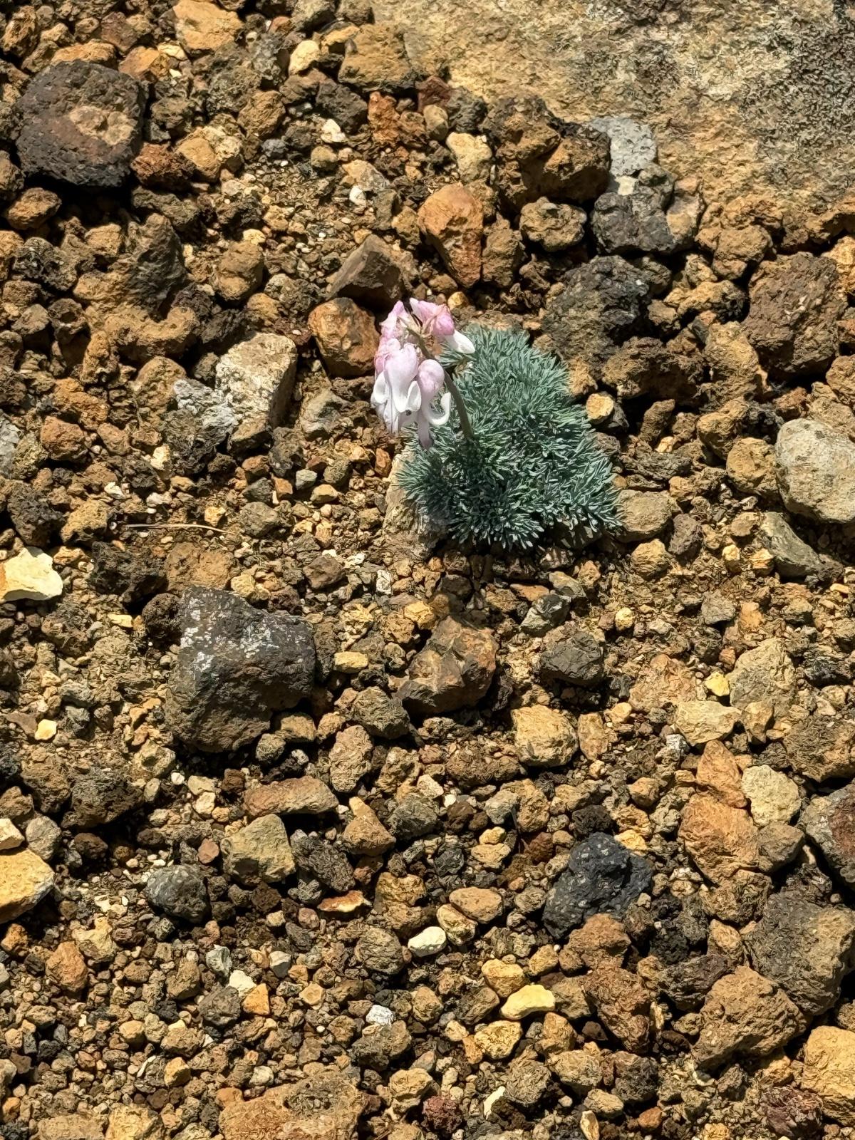 火山礫の間に咲く一株のコマクサ。銀色がかった葉と薄桃色の花