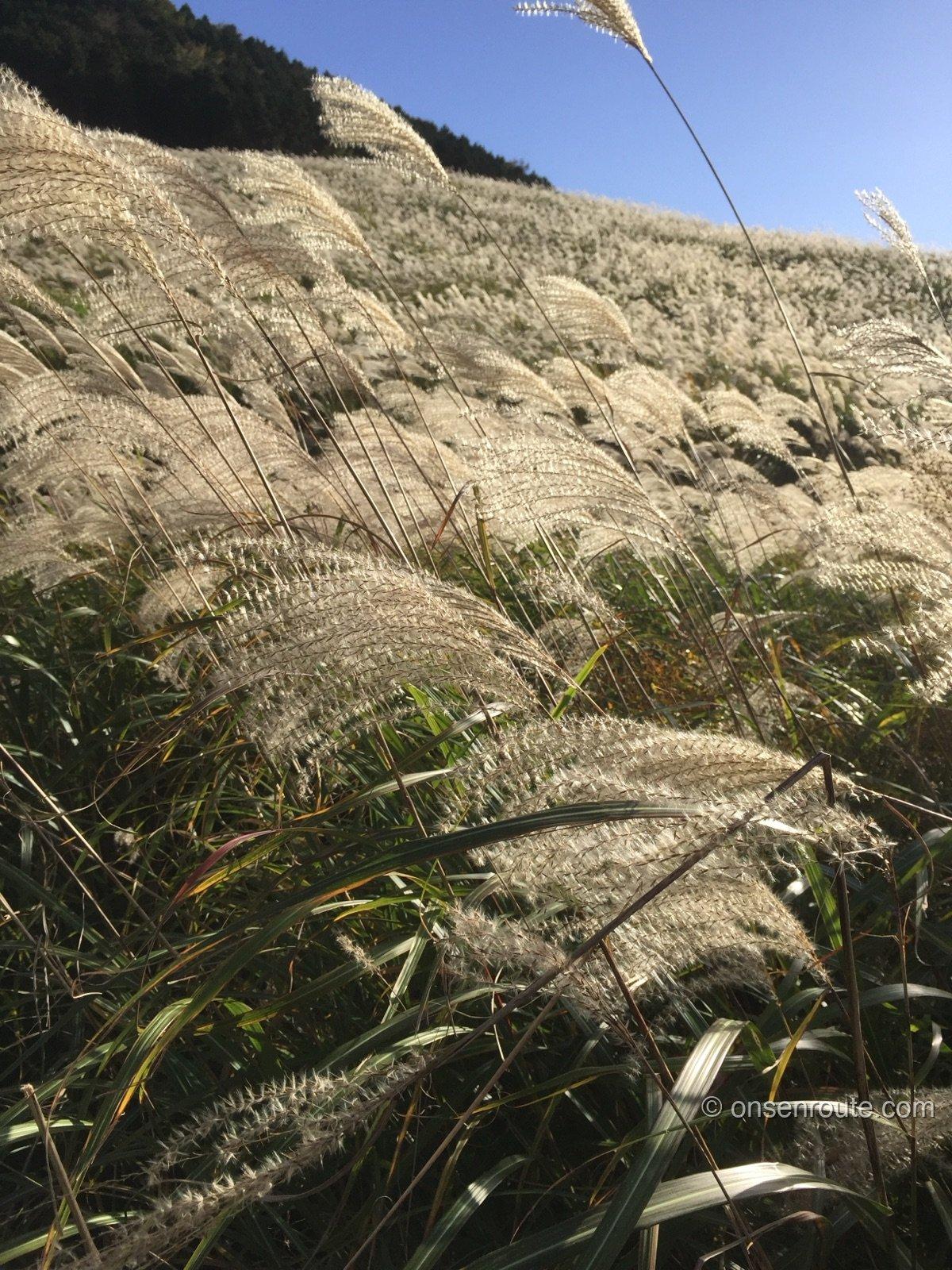 仙石原すすき草原の風景